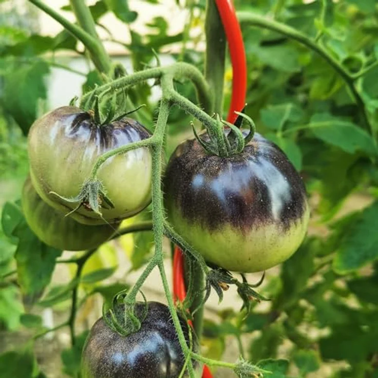 Bellissa Tomatenspirale, Rankhilfe 110 cm Ø 5 mm, rot beschichtet, langlebig und stabil – Bild 3