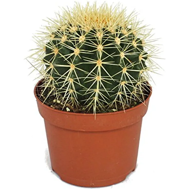 Exotenherz Cereus Floridianus Grnfinger, Kaktus im 5,5cm Topf mit vielen  Einzeltrieben, ca. 8-10cm hoch: Tests, Infos & Preisvergleich