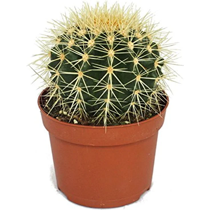 Exotenherz Echinocactus Grusonii Schwiegermutterstuhl, Zimmerpflanze im 12cm Topf, 18-22cm hoch, pflegeleicht – Bild 1