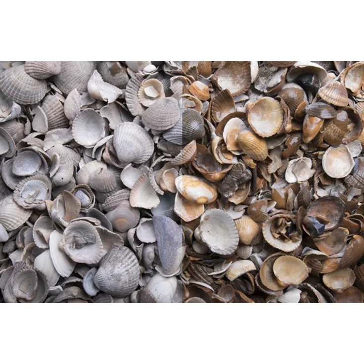 GSH Muscheln BigBag 30 kg