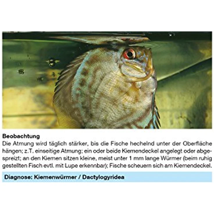 sera Phyto med Tremazid 30 ml - Pflanzlicher Wasseraufbereiter gegen Haut- und Kiemenwürmer, hochwirksames Arzneimittel für Zierfische – Bild 4