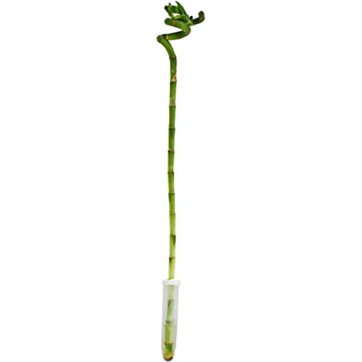 Exotenherz Glücksbambus Lucky Bamboo, spiralförmig, Dracaena Sanderiana, ca. 40 cm hoch, pflegeleichte Zimmerpflanze im Röhrchen – Bild 1