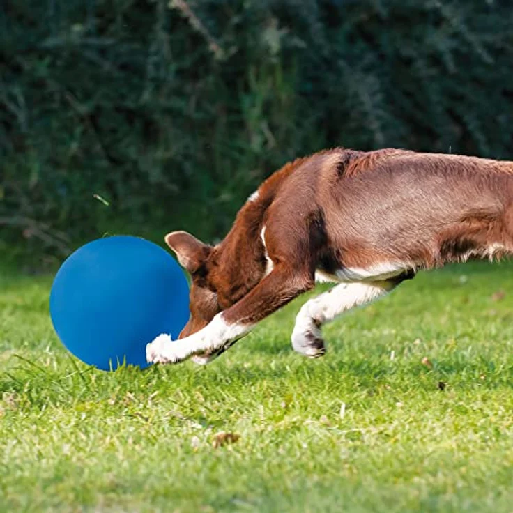 Schecker Hundespielzeug - Treibball in Blau für Hunde aus hartem Kunststoff - ca. 20 cm – Bild 2