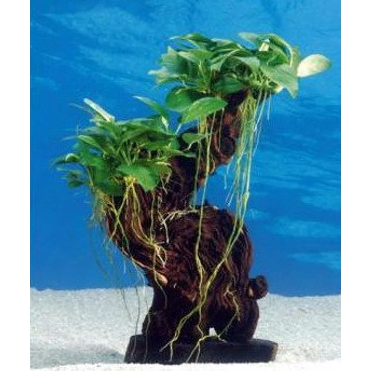 Mbuna mittel mit A 21.0 Aquariumpflanze – Bild 2