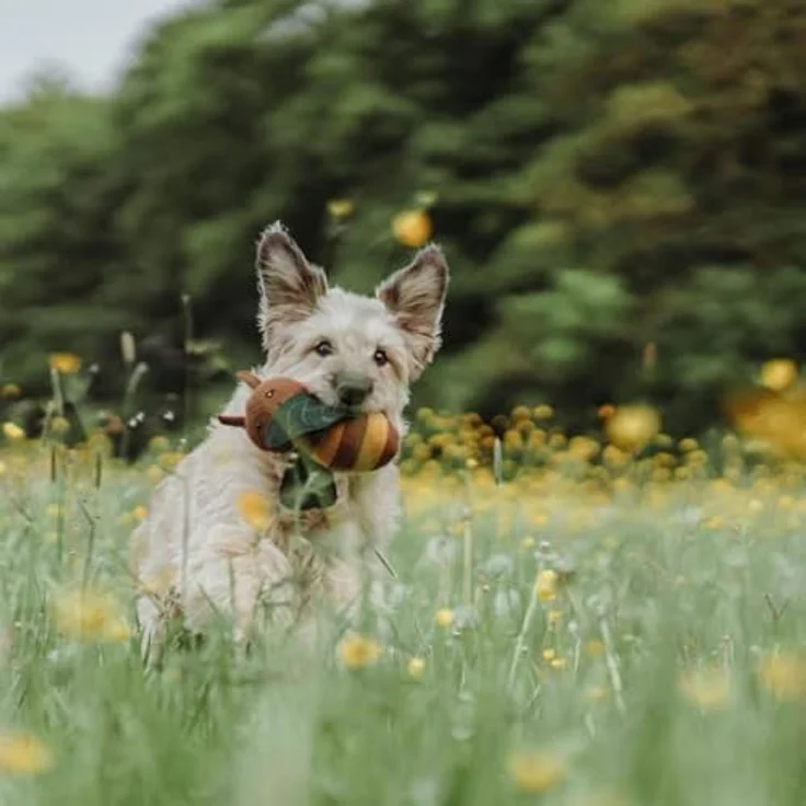 HUNTER Hundespielzeug Florenz Farbe Biene, Größe 29 cm – Bild 4
