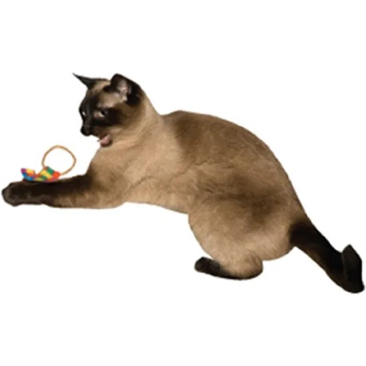 Cat Dancer Produkte CATD0801D Katzenspielzeug Ring Tail Chasers, aus Pappe und Fleece, garantiert großen Spielspaß – Bild 3