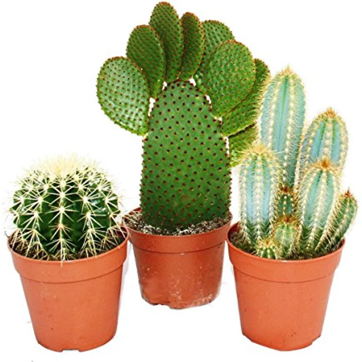Exotenherz Kakteen-Set, 3 verschiedene Sorten im 12cm Topf, Höhe 15-28cm, ideal für sonnige Fensterplätze – Bild 2
