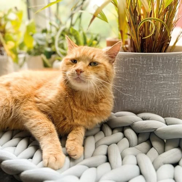 Aumüller Fensterbankliege für Katzen - Katzenbett aus Grobstrick - Grau, gemütlicher Ruheplatz mit erhöhtem Rand – Bild 2