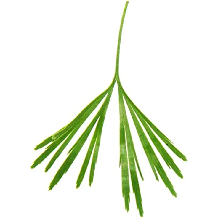 Exotenherz Actiniopteris Australis, Palmwedelfarn Mini-Pflanze im 5,5cm Topf, ideal für Schalen und Gläser, Gesamthöhe ca. 10-12cm – Bild 3