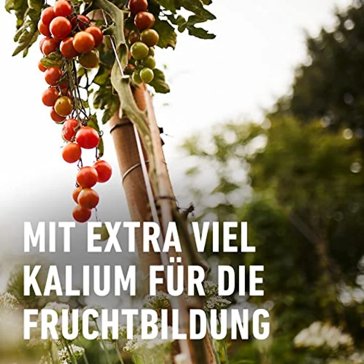 Compo Tomaten Langzeit-Dünger neu, 2 kg – Bild 4