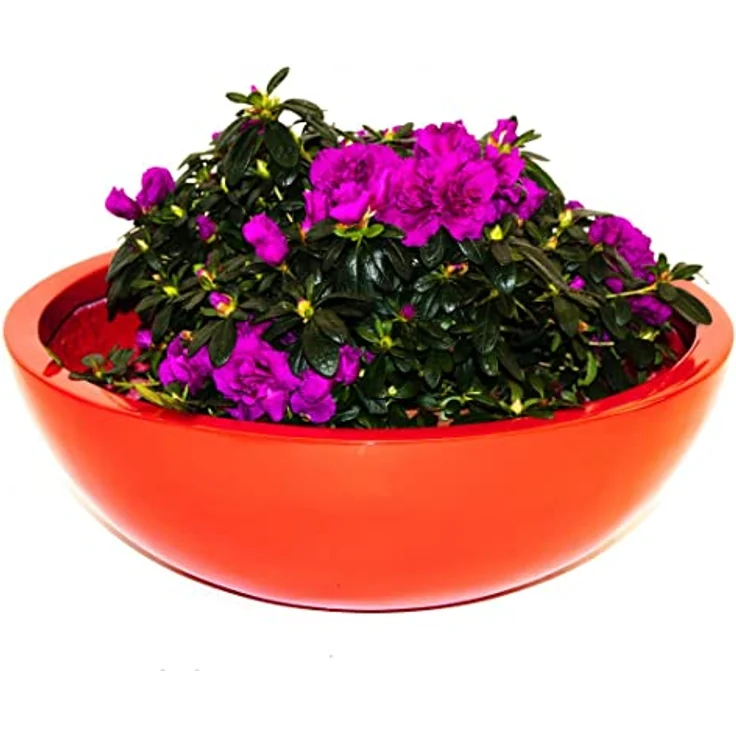 Elegant Einrichten Pflanzkübel Fiberglas Schale-Rund D34xH12cm Hochglanz-Rot, UV-beständig und frostgesichert – Bild 4