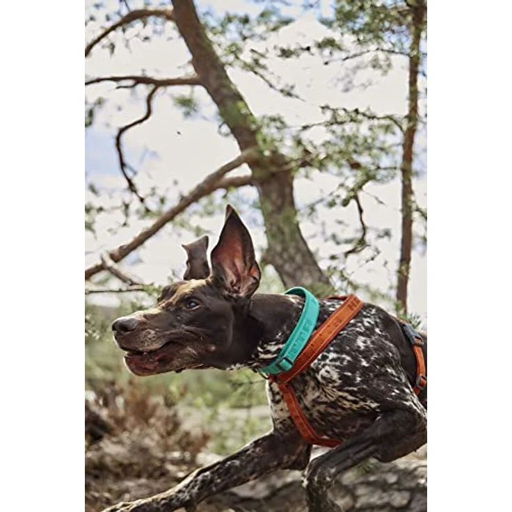 Hurtta Casual Hundehalsband ECO, nachhaltiges Hundehalsband mit 3M-Reflektoren, 45-55 cm, Ruby – Bild 3