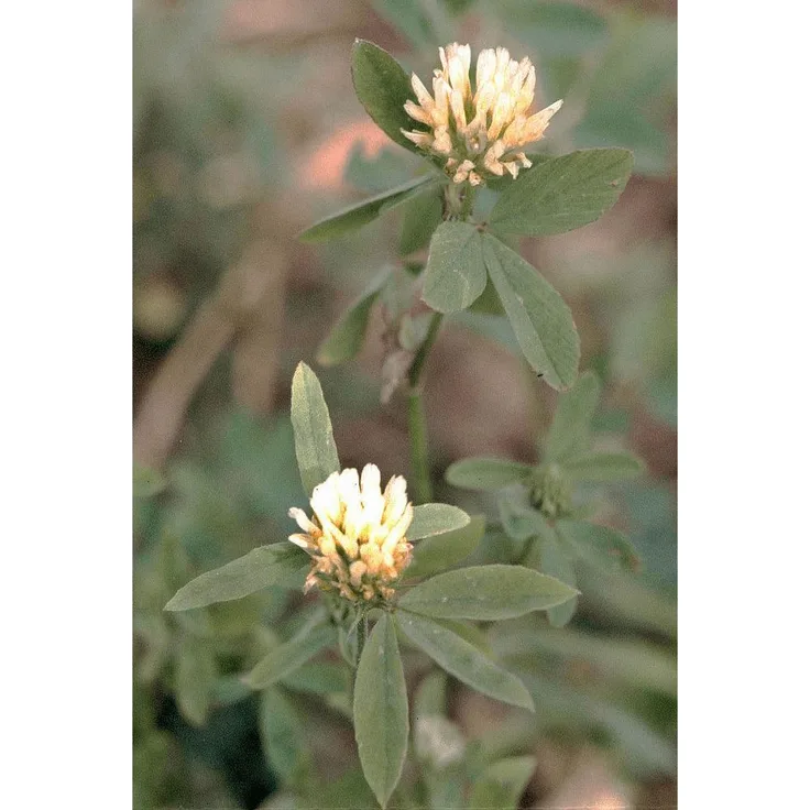 Alexandrinerklee (Trifolium alexandrinum), 1 kg MIRIAM