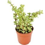 Exotenherz Portulacaria Afra var. Jadebaum, Zimmerpflanze im 8,5cm Topf, robuste Variante mit leuchtend hellen Blättern, ca. 12-15cm hoch