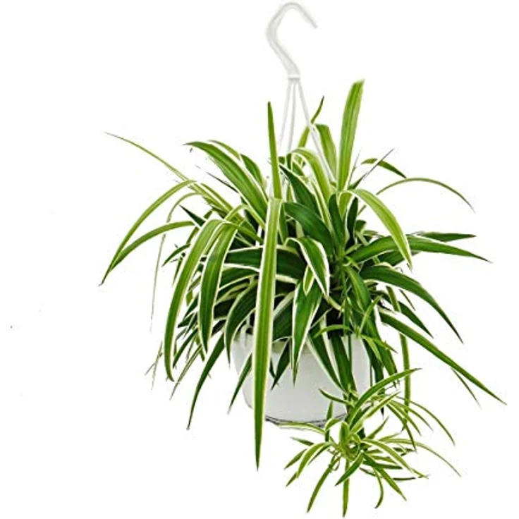 Exotenherz Chlorophytum Grünlilie, robuste Ampelpflanze mit 15cm Topfgröße, ca. 30-40cm hoch – Bild 2