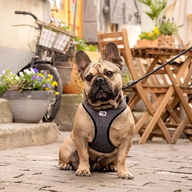 Curli Vest Harness Merino Clasp Black 3XS, Hundegeschirr mit nachhaltiger Merinowolle und kurli clasp-Schnalle – Bild 5