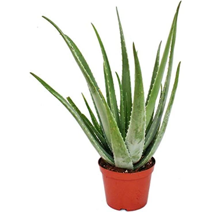 Exotenherz Aloe Vera, ca. 7-8 Jahre alte Zimmerpflanze im 21cm Topf, große Zierpflanze mit heilenden Eigenschaften – Bild 1
