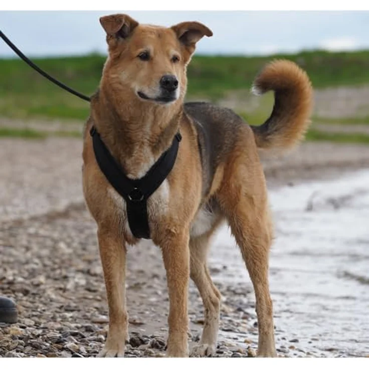 AnnyX Hunde-Geschirr Brustgeschirr Fun - gepolstert - superbequem, Nylon, bequemer Einstieg - für alle Rassen in Rot – Bild 4