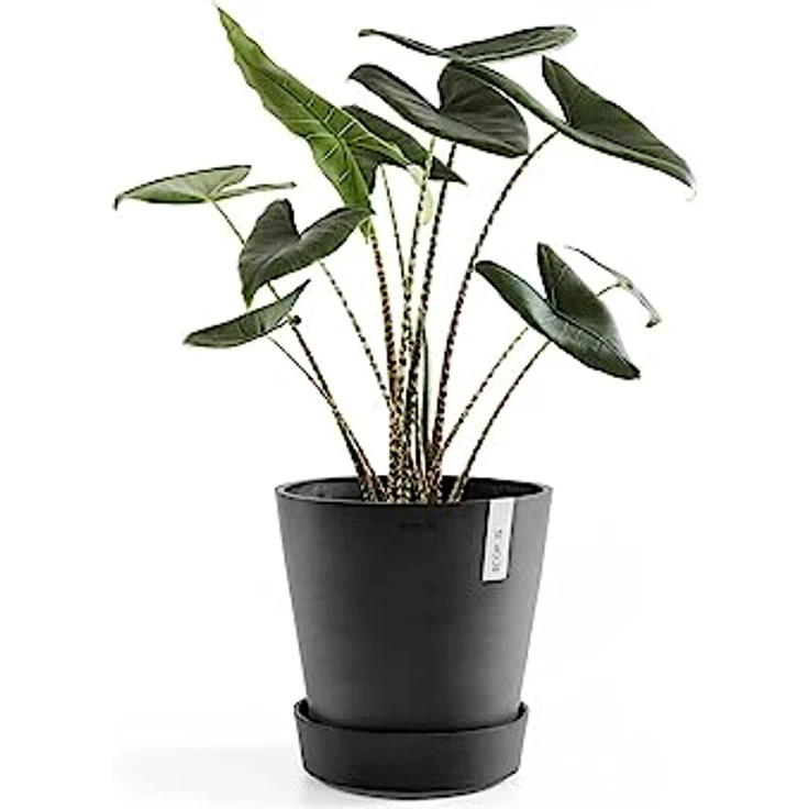 ECOPOTS Blumentopfuntersetzer SAUCER WHEELS Dark Grey, mit Rollen, BxTxH: 34,1x34,1x9 cm – Bild 6