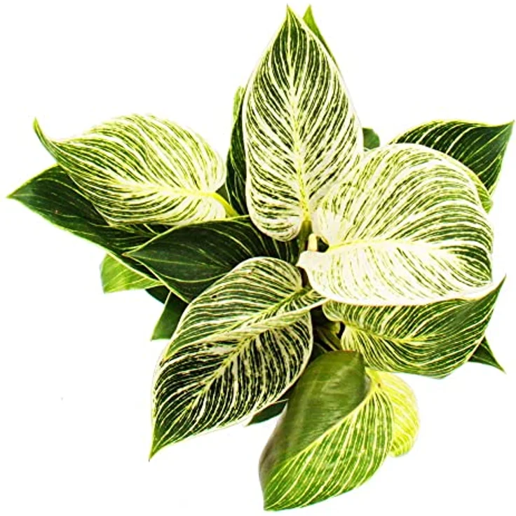 Exotenherz Philodendron White Wave, Weißgestreifter Baumfreund mit 12cm Topf, ca. 25-30cm hoch, halbschattiger Standort – Bild 3