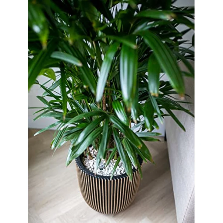 Capi Europe - Pflanzgefäß elegant niedrig Groove NL - Gold - Ø 34 x H 46 - BlumenBlumentopf - ÜberBlumentopf - Blumenkübel - Pflanzenkübel - Für drinnen und draußen - Wetterfest - KGVGB782 – Bild 3