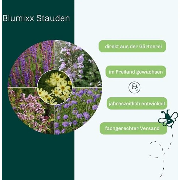 Blumixx Stauden Hippuris vulgaris - Tannenwedel Standort sonnig Blütenfarbe grünlich – Bild 3