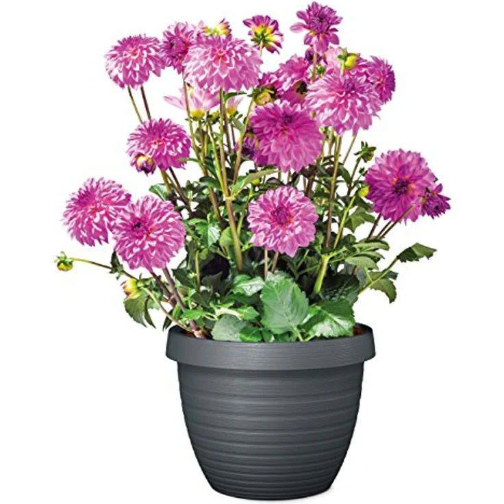 Scheurich Country Star, Pflanzgefäß aus Kunststoff, Metallic Grey, 25 cm Durchmesser, 18,6 cm hoch, 5 l Vol. – Bild 4