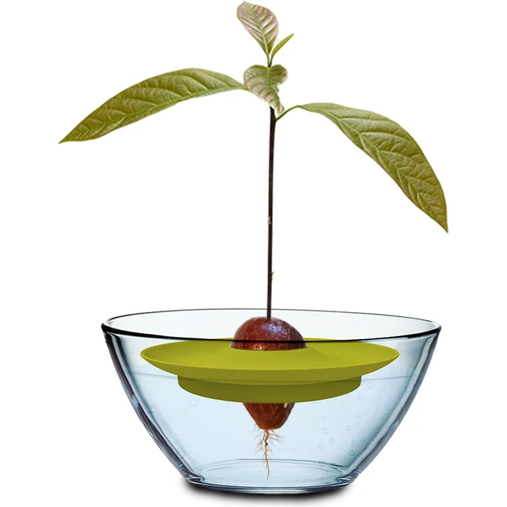 Romberg Avocado Kit Anzucht-Set  Anzuchthilfe, ¸ 15 cm grün PAK-frei 16293095 – Bild 3