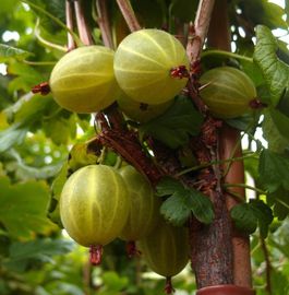 Stachelbeere gelb Hinnonmäki Busch, im 3,5L-Container
