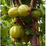 Stachelbeere gelb Hinnonmäki Busch, im 3,5L-Container