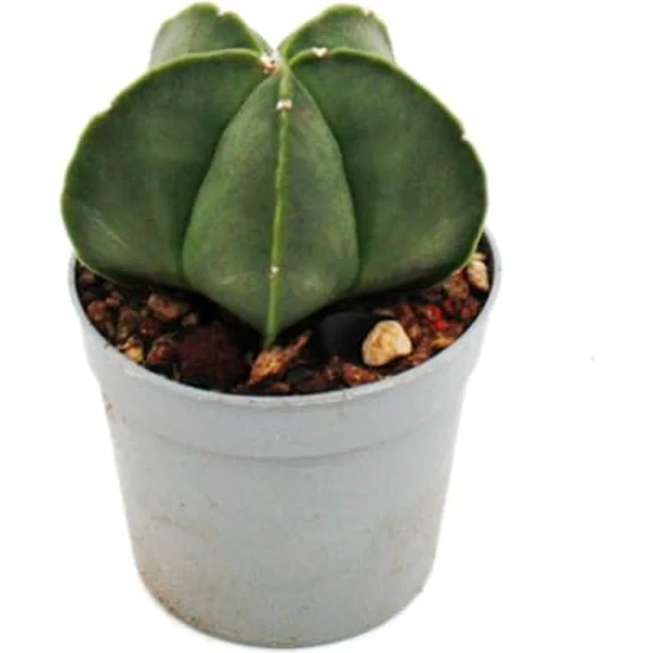 Exotenherz Astrophytum Myriostigma Nudum, Nackte Bischofsmütze im 6,5cm Topf, Rarität unter den Kakteen, pflegeleicht und dekorativ – Bild 3