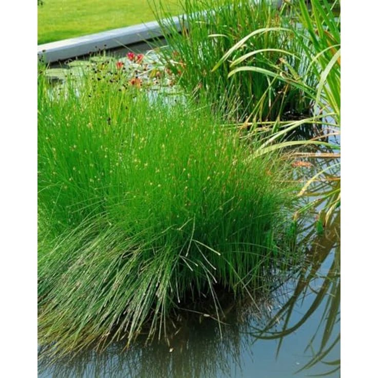 PlantaPro Eleocharis acicularis, Winterharte Aquariumpflanze & Teichpflanze im 9x9 cm Topf, Pflegeleicht, Mehrjährig, Für Vordergrund & Bodendecker – Bild 4
