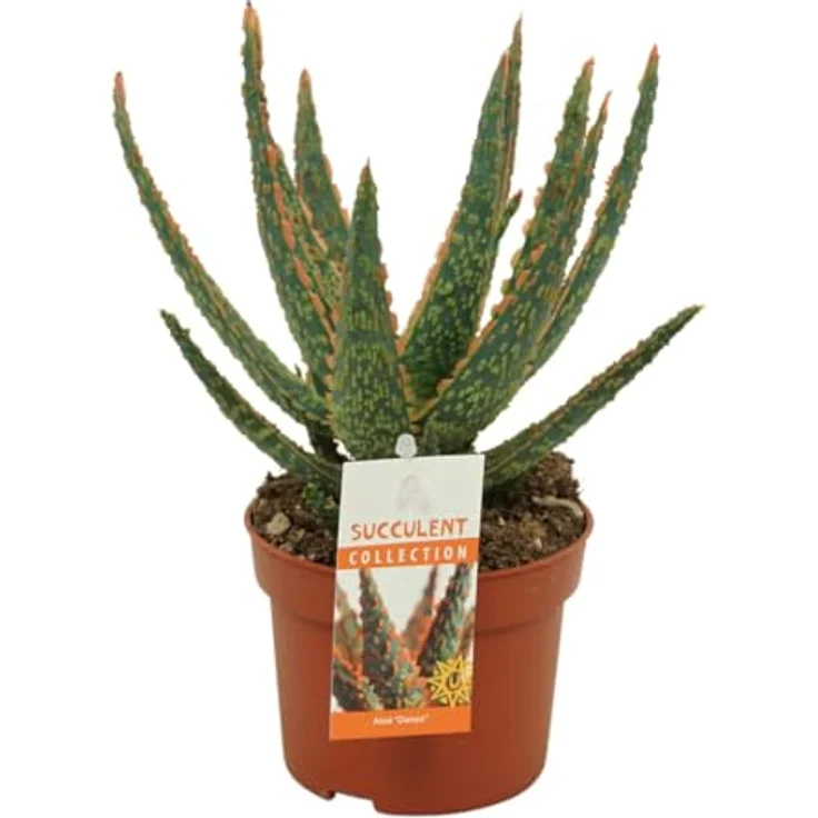 Exotenherz Aloe Zebrina Danyz, Sukkulente Zimmerpflanze mit orange-roten Rändern, 10,5 cm Topf, Höhe ca. 20 cm – Bild 3