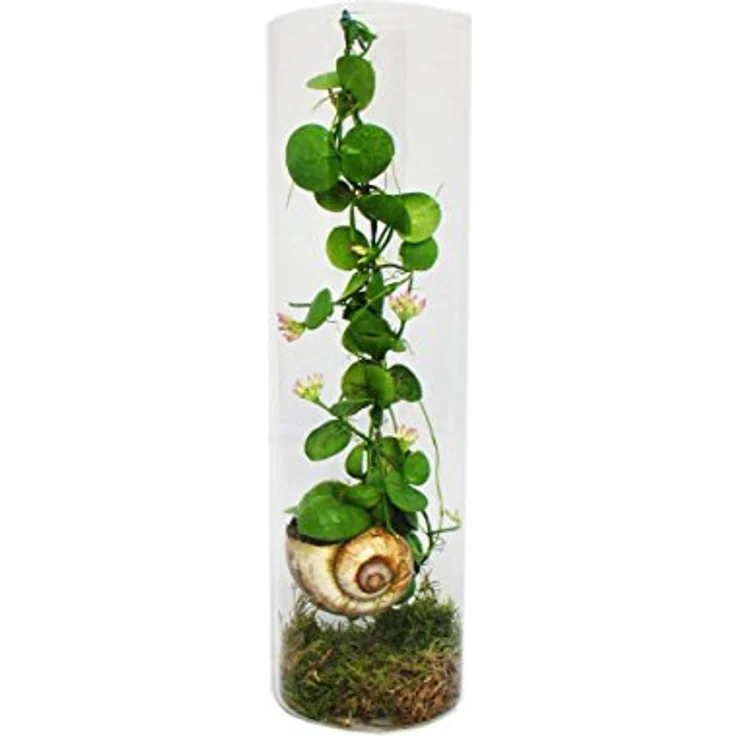 EXOTENHERZ Snaily - Die Schneckenhauspflanze - Dischidia pectenoides - im Acrylglas-Zylinder – Bild 3