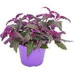 Exotenherz Gynura Purple Passion, Samtblatt Samtnessel, Lilafarbene Zimmerpflanze 12cm, pflegeleicht