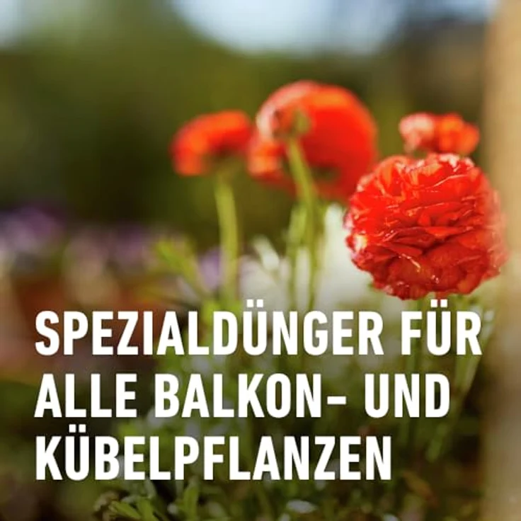 Compo Balkon- und Kübelpflanzendünger, 1,3 Liter – Bild 4