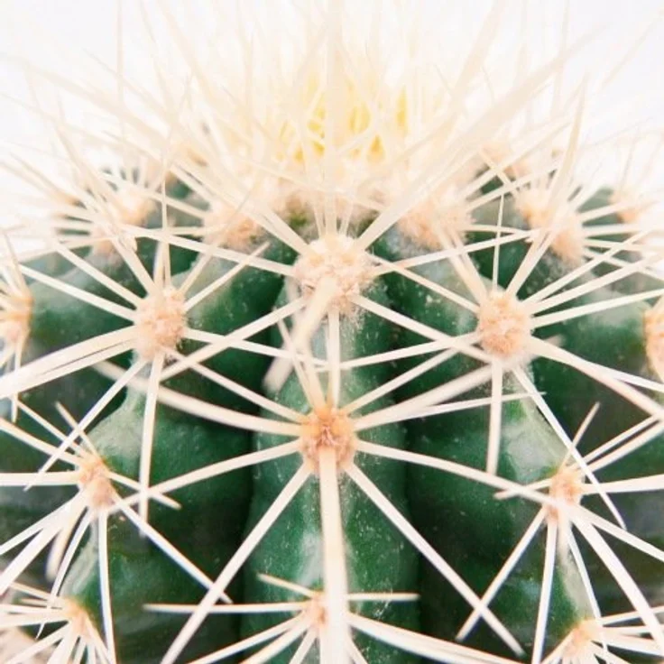 Exotenherz Echinocactus Grusonii, Schwiegermutterstuhl im 5,5 cm Topf, ca. 6-8 cm Höhe, pflegeleichte Zimmerpflanze – Bild 2