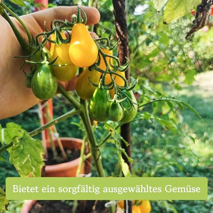 Tomaten Samen Set Mit 12 Sorten Tomatensamen Für Garten Und Balkon Tomaten – Bild 7