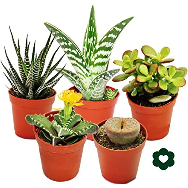 Exotenherz Sukkulenten Set, 5 verschiedene Pflanzen im 5,5 cm Topf, ca. 2 Jahre alt – Bild 1
