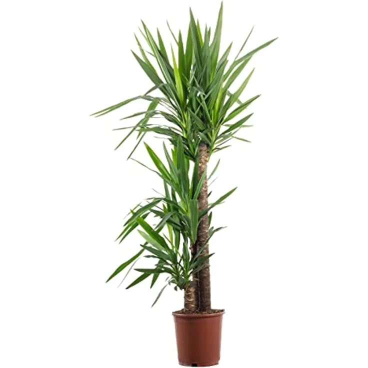 Palmlilie 3-stämmig - Yucca Elephantipes Palme 90/45/20 - Höhe ca. 135 cm, Topf-Ø 24 cm