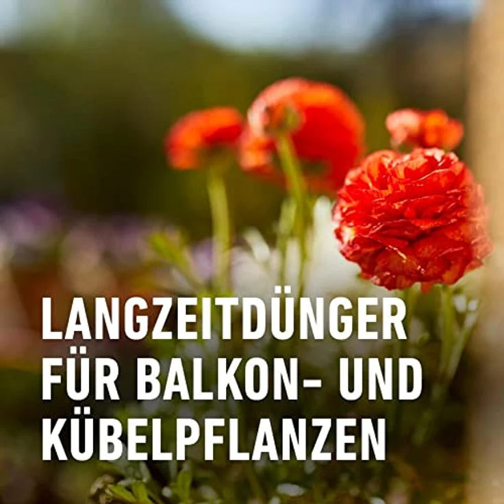 COMPO Balkon- und Kübelpflanzendünger, Langzeit-Dünger mit Sofortwirkung, 1,2 kg – Bild 3