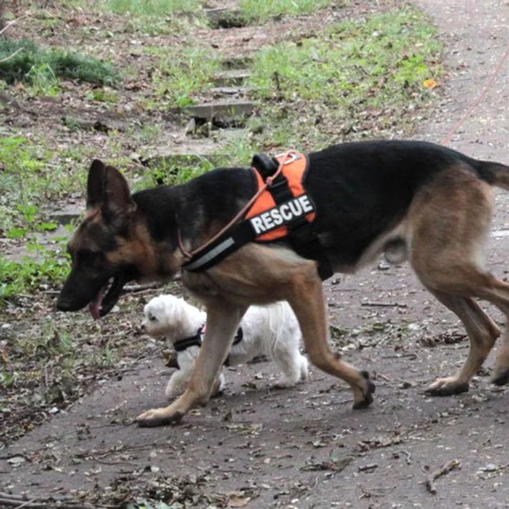 Julius-K9® Powergeschirr Gr. 0 bis XXL schwarz Gr. 2 (L-XL) – Bild 6