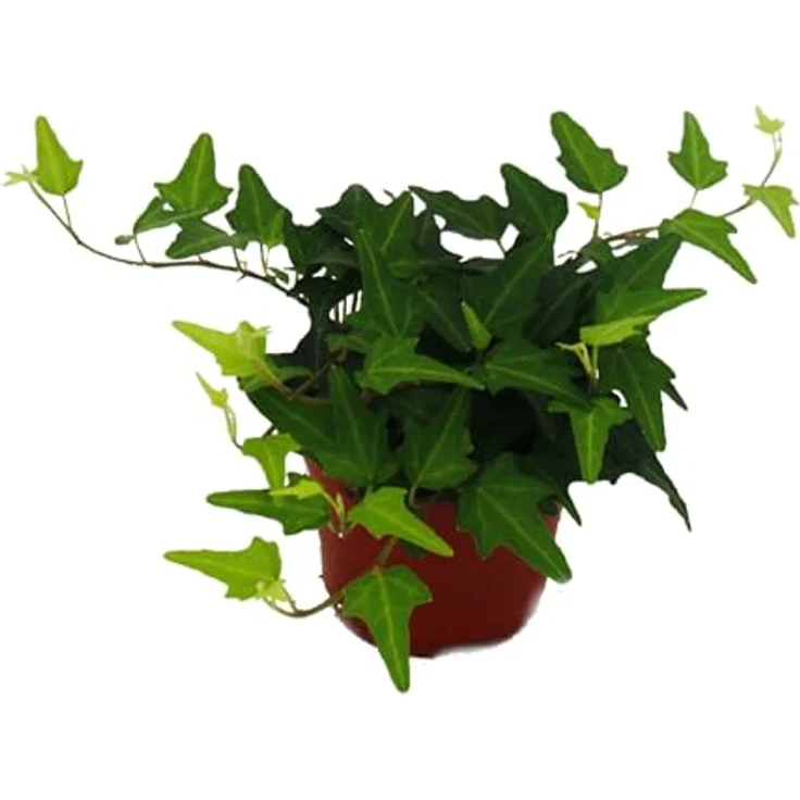 Exotenherz Großes Zimmerpflanzen Set mit 5 Pflanzen, 9cm Töpfe, inkl. Chamaedorea, Croton, Schefflera, Chlorophytum, Hedera, ca. 20-30cm Höhe – Bild 6