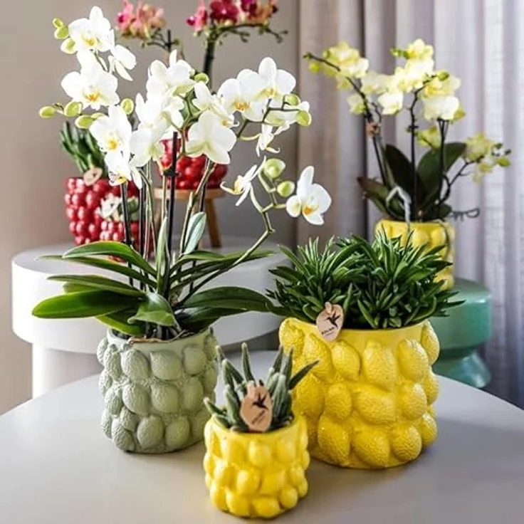 Exotenherz Übertopf Freche Früchte, Limette für 9cm Pflanztöpfe, 10,5cm hoch – Bild 3