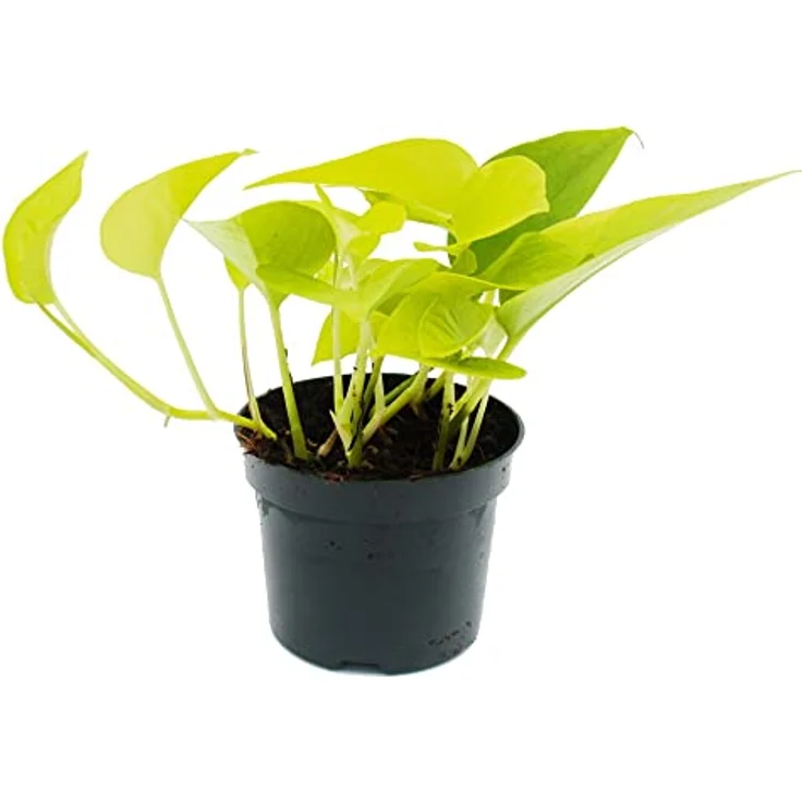 Exotenherz Efeutute Epipremnum Golden Pothos, gelbgrüne Zimmerpflanze im 12cm Topf, ca. 14-18cm hoch, luftreinigend – Bild 2