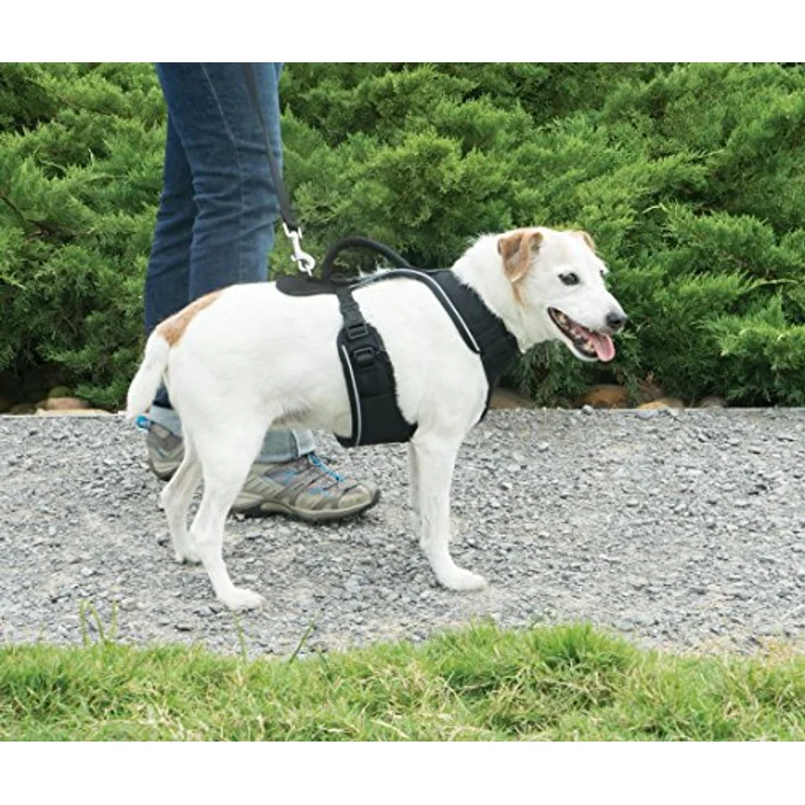 PetSafe Easy Sport, Halsband + Leine – Bild 2