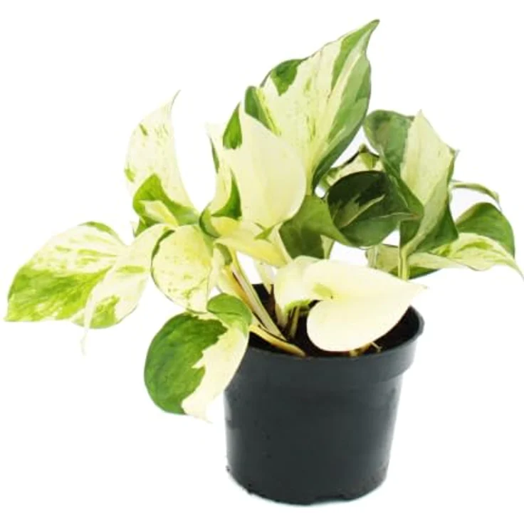 Exotenherz Efeutute Set, Trio mit 3 verschiedenen Epipremnum Arten, rankend, 12cm Töpfe – Bild 3