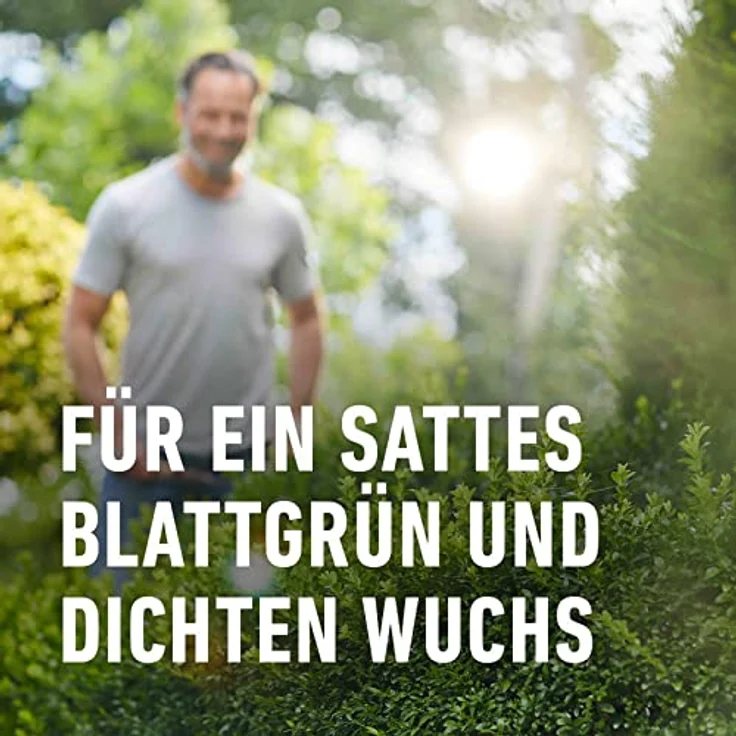 Compo Buchsbaum- und Ilex Langzeit-Dünger neu, 2 kg – Bild 6
