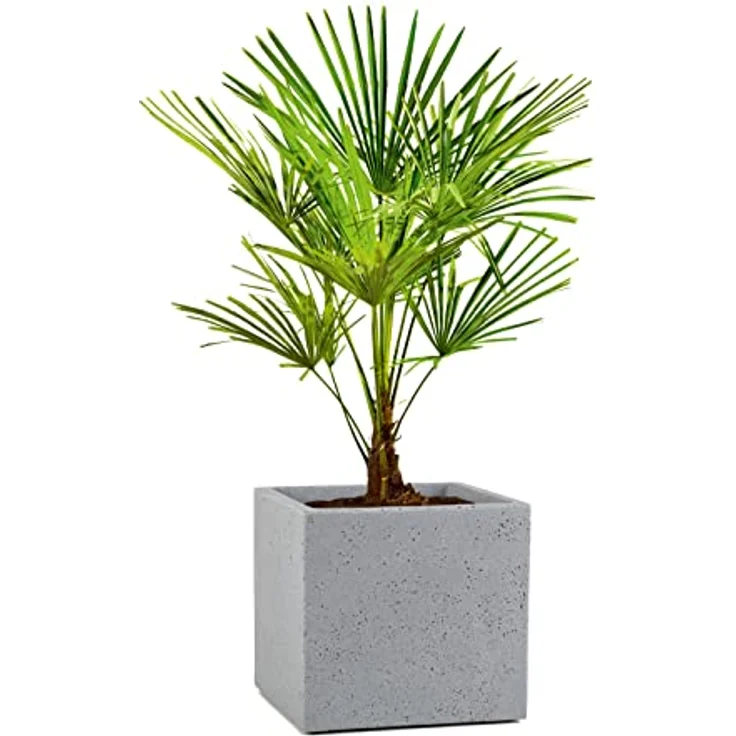 Scheurich C-Cube, Pflanzgefäß aus Kunststoff, Stony Grey, 30 cm lang, 30 cm breit, 28 cm hoch, 18 l Vol. – Bild 3