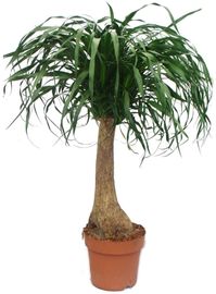 Exotenherz Elefantenfuss unverzweigt